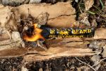 Black Beard Fire Rope 5 pack